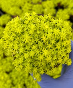 Japanese Stonecrop Live Plant – Sedum japonicum – Yellow Succulent Ground Cover - Image 1
