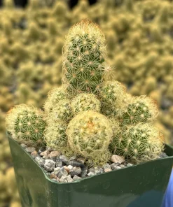 Ladyfinger Cactus Live Plant - Mammillaria Elongata Succulent for Indoor/Outdoor Decor - Image 2