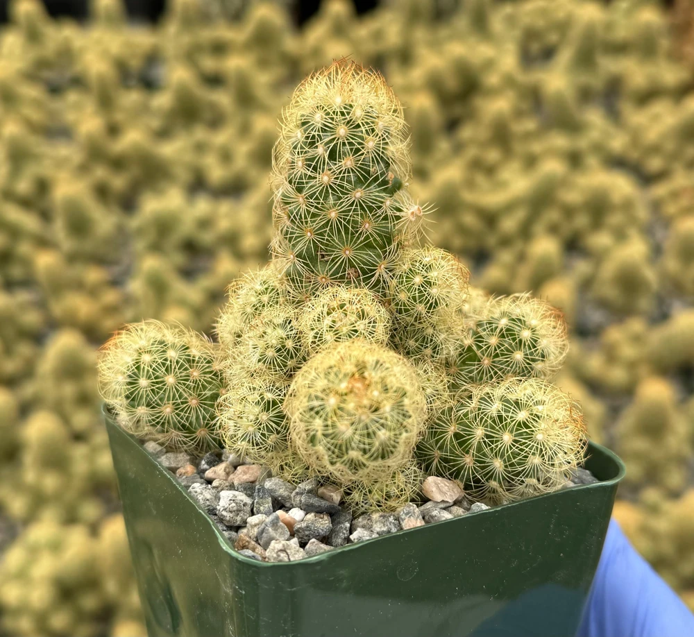 Ladyfinger Cactus Live Plant - Mammillaria Elongata Succulent for Indoor/Outdoor Decor - Image 2