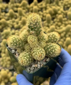 Ladyfinger Cactus Live Plant - Mammillaria Elongata Succulent for Indoor/Outdoor Decor - Image 3