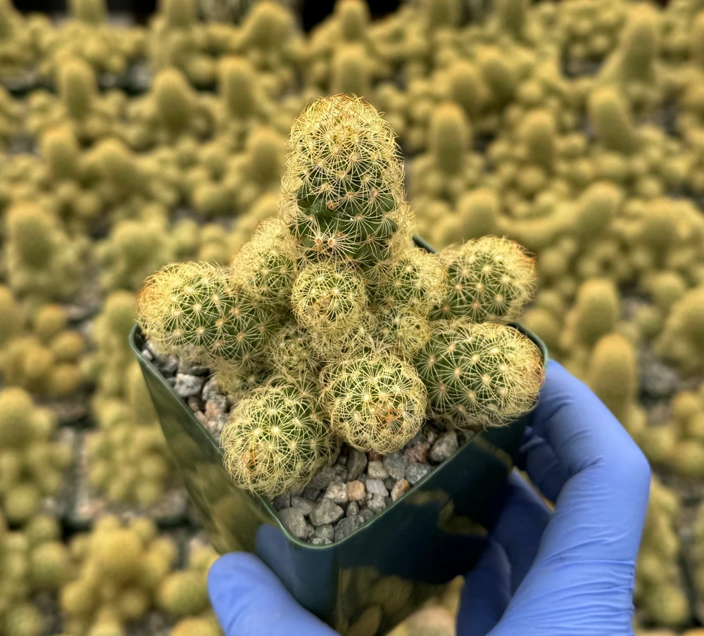 Ladyfinger Cactus Live Plant - Mammillaria Elongata Succulent for Indoor/Outdoor Decor - Image 3