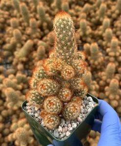 Ladyfinger Cactus Live Plant - Mammillaria Elongata Succulent for Indoor/Outdoor Decor - Image 4
