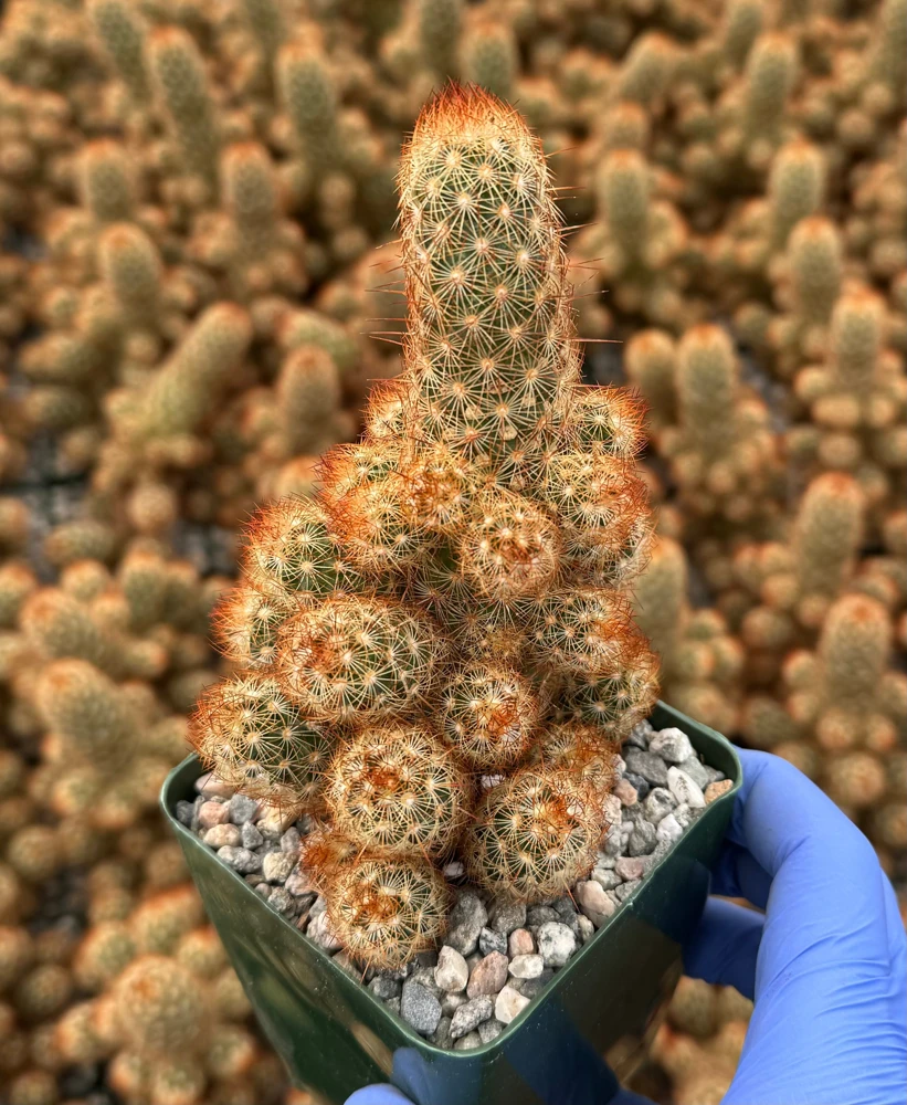 Ladyfinger Cactus Live Plant - Mammillaria Elongata Succulent for Indoor/Outdoor Decor - Image 4