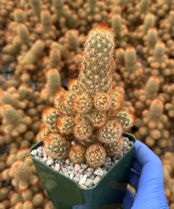 Ladyfinger Cactus Live Plant - Mammillaria Elongata Succulent for Indoor/Outdoor Decor - Image 5