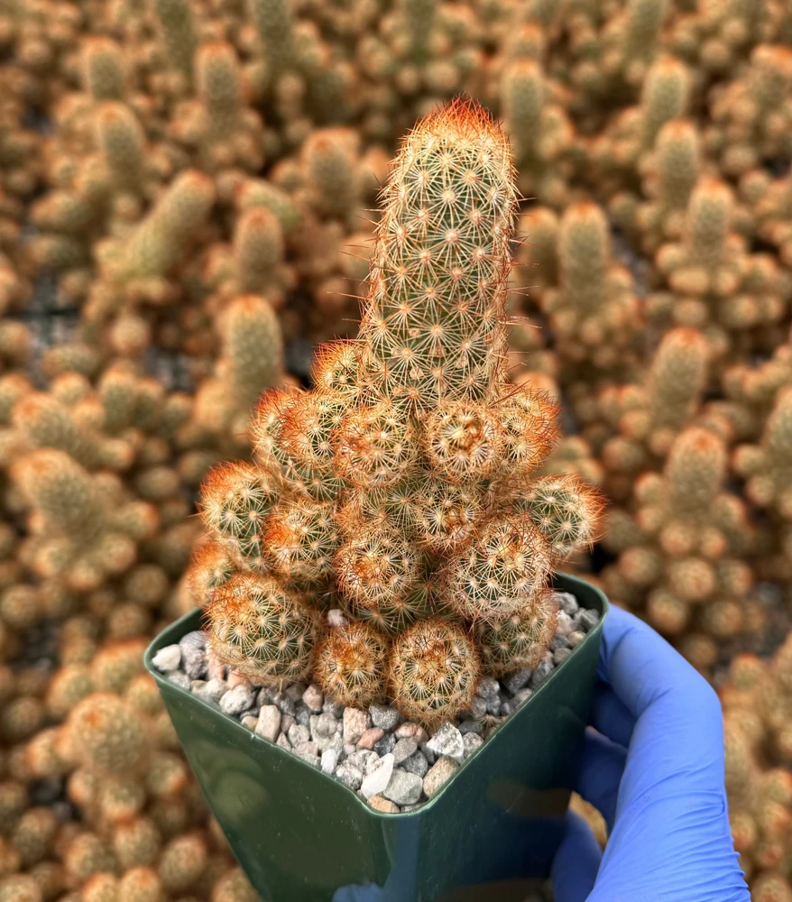 Ladyfinger Cactus Live Plant - Mammillaria Elongata Succulent for Indoor/Outdoor Decor - Image 5