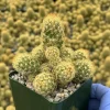 Ladyfinger Cactus Live Plant - Mammillaria Elongata Succulent for Indoor/Outdoor Decor - Image 1