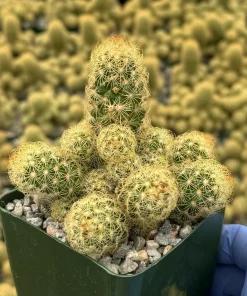 Ladyfinger Cactus Live Plant - Mammillaria Elongata Succulent for Indoor/Outdoor Decor - Image 1