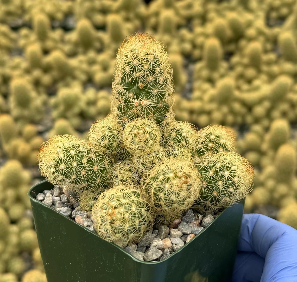 Ladyfinger Cactus Live Plant - Mammillaria Elongata Succulent for Indoor/Outdoor Decor - Image 1