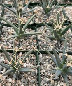 Leuchtenbergia Principis Cactus Live Plant – Unique Agave Cactus in 6 Inch Pot - Image 2