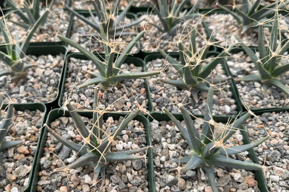 Leuchtenbergia Principis Cactus Live Plant – Unique Agave Cactus in 6 Inch Pot - Image 2