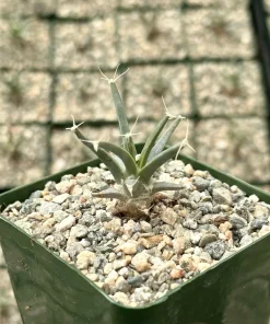 Leuchtenbergia Principis Cactus Live Plant – Unique Agave Cactus in 6 Inch Pot - Image 3