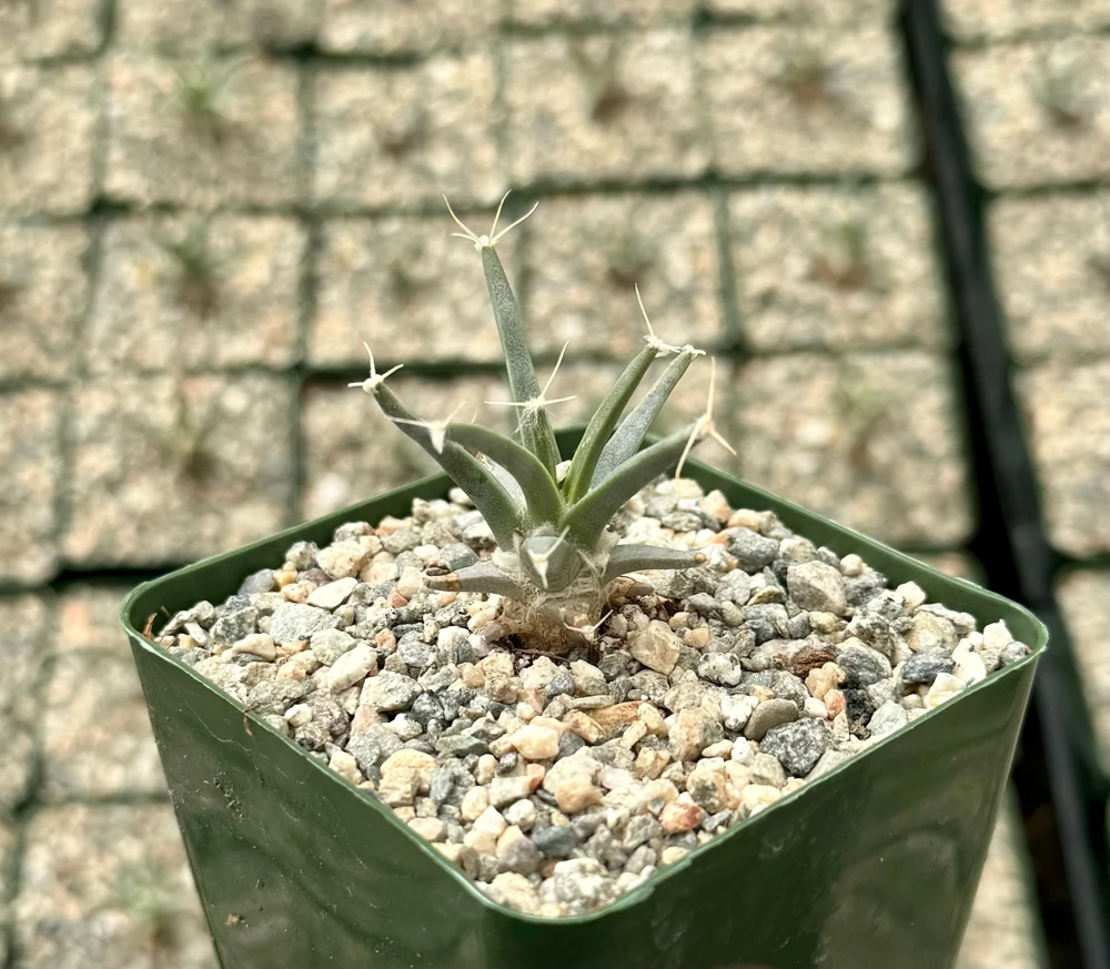 Leuchtenbergia Principis Cactus Live Plant – Unique Agave Cactus in 6 Inch Pot - Image 3