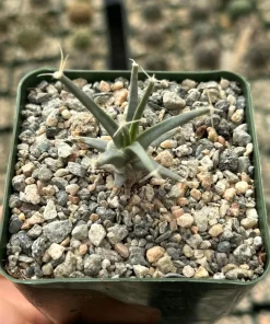 Leuchtenbergia Principis Cactus Live Plant – Unique Agave Cactus in 6 Inch Pot - Image 4