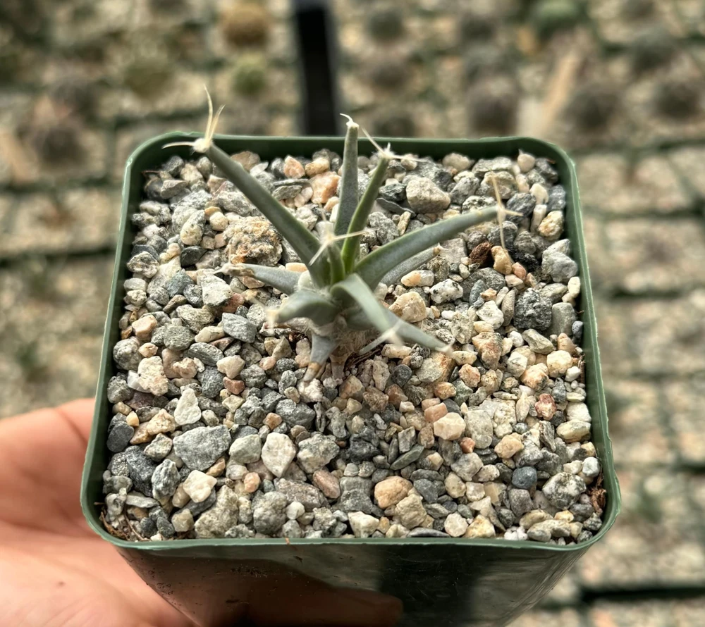 Leuchtenbergia Principis Cactus Live Plant – Unique Agave Cactus in 6 Inch Pot - Image 4