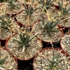 Leuchtenbergia Principis Cactus Live Plant – Unique Agave Cactus in 6 Inch Pot - Image 1