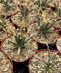 Leuchtenbergia Principis Cactus Live Plant – Unique Agave Cactus in 6 Inch Pot - Image 1