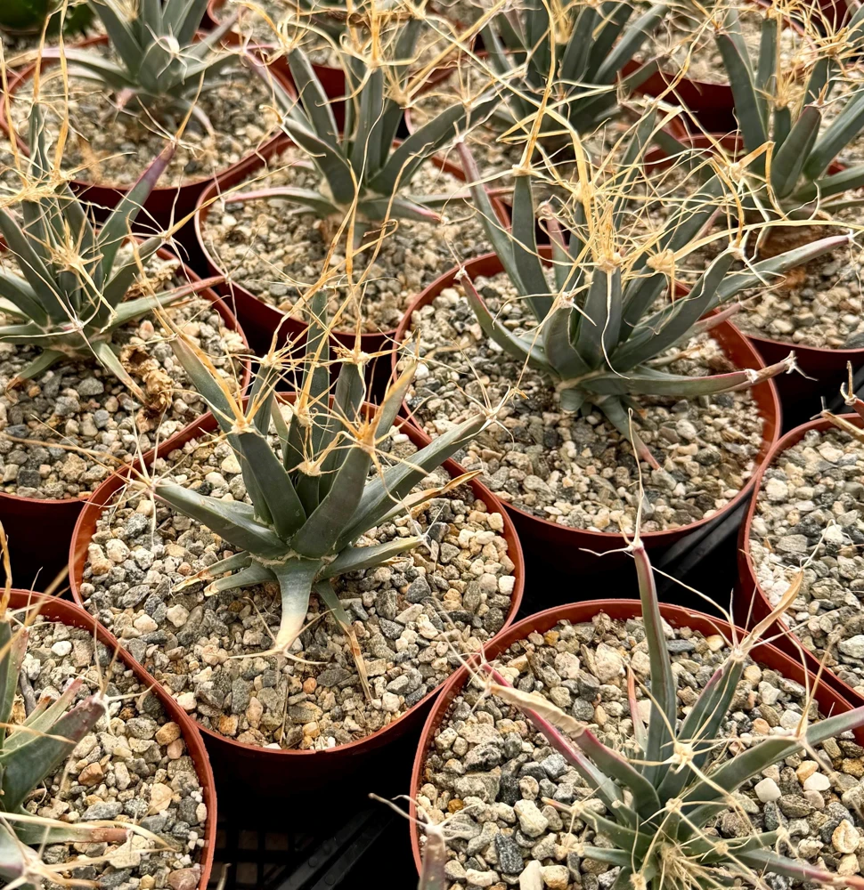 Leuchtenbergia Principis Cactus Live Plant – Unique Agave Cactus in 6 Inch Pot - Image 1