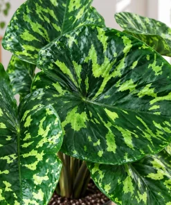Live Alocasia Hilo Plant, 4 Inch Pot, Colorful Variegated Tropical Houseplant for Shelves, Containers and Indoor Gardens - Image 2