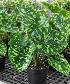 Live Alocasia Hilo Plant, 4 Inch Pot, Colorful Variegated Tropical Houseplant for Shelves, Containers and Indoor Gardens - Image 3