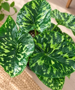 Live Alocasia Hilo Plant, 4 Inch Pot, Colorful Variegated Tropical Houseplant for Shelves, Containers and Indoor Gardens - Image 4