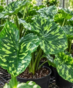 Live Alocasia Hilo Plant, 4 Inch Pot, Colorful Variegated Tropical Houseplant for Shelves, Containers and Indoor Gardens - Image 5
