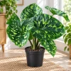 Live Alocasia Hilo Plant, 4 Inch Pot, Colorful Variegated Tropical Houseplant for Shelves, Containers and Indoor Gardens - Image 1
