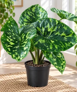 Live Alocasia Hilo Plant, 4 Inch Pot, Colorful Variegated Tropical Houseplant for Shelves, Containers and Indoor Gardens - Image 1