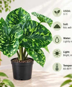 Live Alocasia Hilo Plant, 4 Inch Pot, Colorful Variegated Tropical Houseplant for Shelves, Containers and Indoor Gardens - Image 6