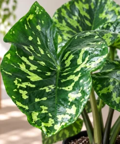 Live Alocasia Hilo Plant, 4 Inch Pot, Colorful Variegated Tropical Houseplant for Shelves, Containers and Indoor Gardens - Image 7
