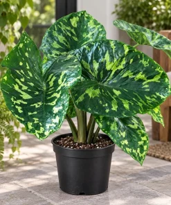 Live Alocasia Hilo Plant, 4 Inch Pot, Colorful Variegated Tropical Houseplant for Shelves, Containers and Indoor Gardens - Image 8