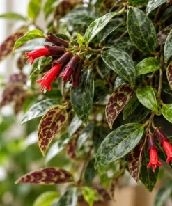 Live Black Pagoda Lipstick Plant, 4 Inch Pot, Tropical Aeschynanthus Houseplant with Dark Foliage for Shelves and Containers - Image 2