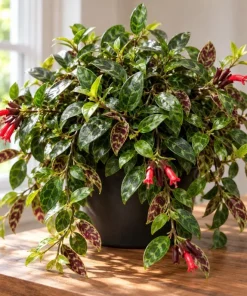 Live Black Pagoda Lipstick Plant, 4 Inch Pot, Tropical Aeschynanthus Houseplant with Dark Foliage for Shelves and Containers - Image 3