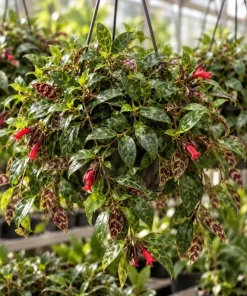 Live Black Pagoda Lipstick Plant, 4 Inch Pot, Tropical Aeschynanthus Houseplant with Dark Foliage for Shelves and Containers - Image 4