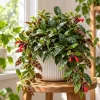 Live Black Pagoda Lipstick Plant, 4 Inch Pot, Tropical Aeschynanthus Houseplant with Dark Foliage for Shelves and Containers - Image 1