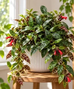 Live Black Pagoda Lipstick Plant, 4 Inch Pot, Tropical Aeschynanthus Houseplant with Dark Foliage for Shelves and Containers - Image 1