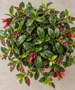 Live Black Pagoda Lipstick Plant, 4 Inch Pot, Tropical Aeschynanthus Houseplant with Dark Foliage for Shelves and Containers - Image 5