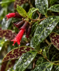 Live Black Pagoda Lipstick Plant, 4 Inch Pot, Tropical Aeschynanthus Houseplant with Dark Foliage for Shelves and Containers - Image 7