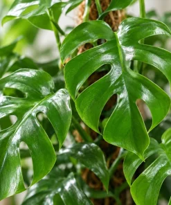Live Mini Monstera Plant, 4 Inch Pot, Tropical Climbing Houseplant, Unique Split Leaf Foliage Plant for Shelves and Containers - Image 2