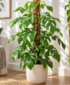 Live Mini Monstera Plant, 4 Inch Pot, Tropical Climbing Houseplant, Unique Split Leaf Foliage Plant for Shelves and Containers - Image 3