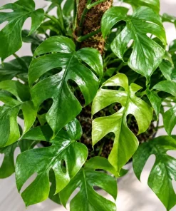 Live Mini Monstera Plant, 4 Inch Pot, Tropical Climbing Houseplant, Unique Split Leaf Foliage Plant for Shelves and Containers - Image 4