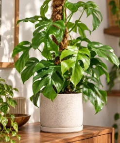 Live Mini Monstera Plant, 4 Inch Pot, Tropical Climbing Houseplant, Unique Split Leaf Foliage Plant for Shelves and Containers - Image 5