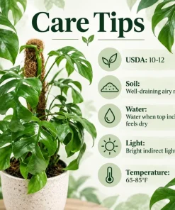 Live Mini Monstera Plant, 4 Inch Pot, Tropical Climbing Houseplant, Unique Split Leaf Foliage Plant for Shelves and Containers - Image 6
