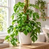 Live Mini Monstera Plant, 4 Inch Pot, Tropical Climbing Houseplant, Unique Split Leaf Foliage Plant for Shelves and Containers - Image 1