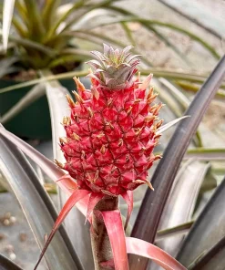 Live Pineapple Plant (Ananas Comosus) in 6 Inch Pot - Tropical Fruit Plant - Image 2