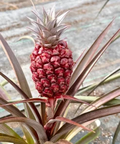 Live Pineapple Plant (Ananas Comosus) in 6 Inch Pot - Tropical Fruit Plant - Image 3