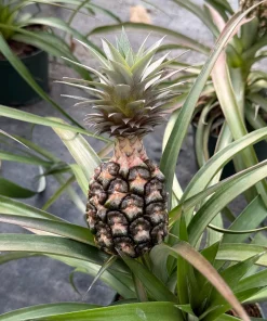 Live Pineapple Plant (Ananas Comosus) in 6 Inch Pot - Tropical Fruit Plant - Image 4