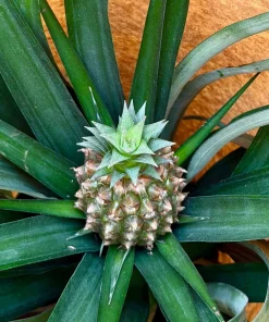 Live Pineapple Plant (Ananas Comosus) in 6 Inch Pot - Tropical Fruit Plant - Image 5