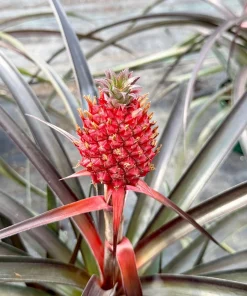 Live Pineapple Plant (Ananas Comosus) in 6 Inch Pot - Tropical Fruit Plant - Image 1