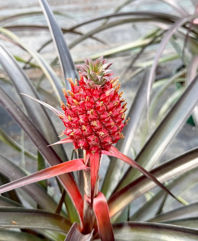 Live Pineapple Plant (Ananas Comosus) in 6 Inch Pot - Tropical Fruit Plant - Image 1