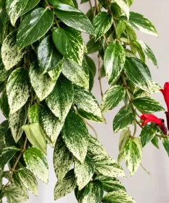 Live Variegated Lipstick Plant, 4 Inch Pot, Colorful Tropical Houseplant with Variegated Foliage for Shelves and Containers - Image 2